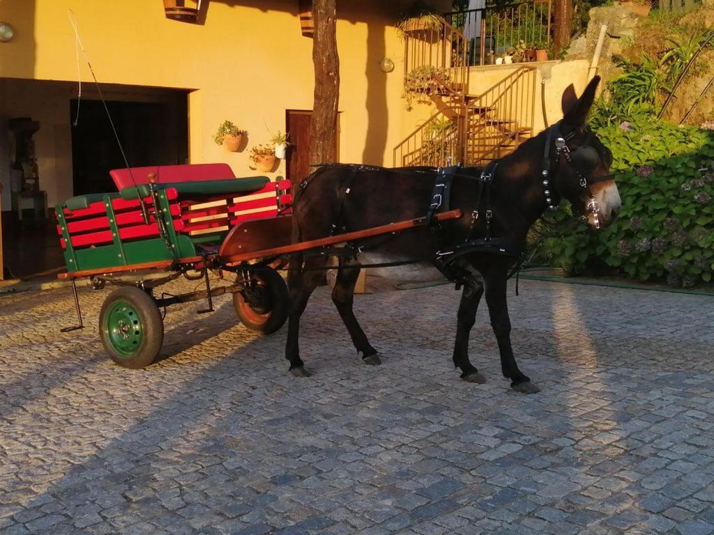 Quinta De Carcavelos Agroturismo E Enoturismo セロリコ・デ・バスト エクステリア 写真