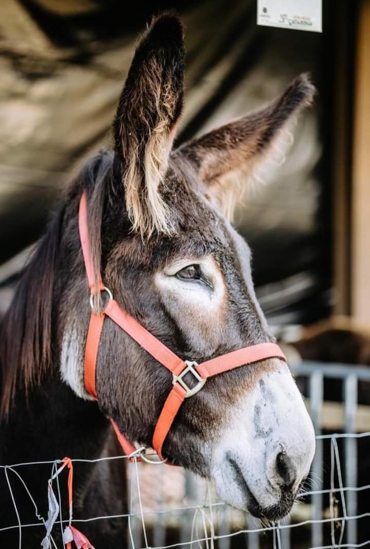 Quinta De Carcavelos Agroturismo E Enoturismo セロリコ・デ・バスト エクステリア 写真